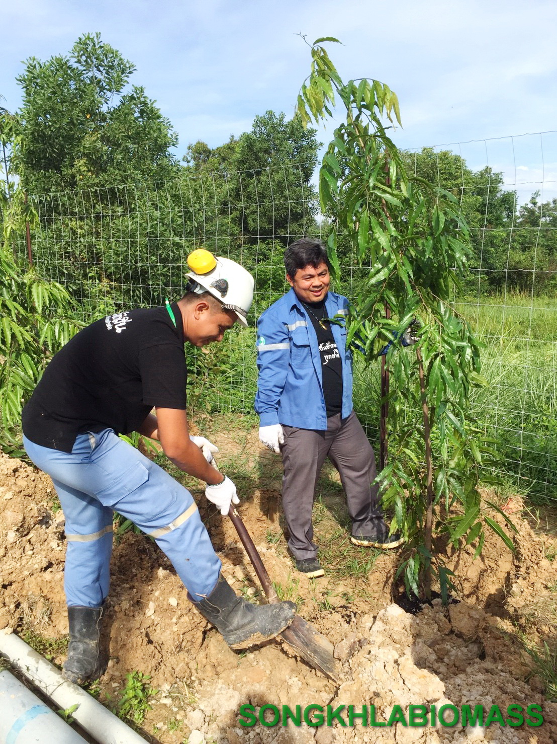 บริษัท สงขลา ไบโอแมส จำกัด โครงการ Plant for dad 59