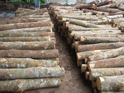 บริษัท สงขลา ไบโอแมส จำกัด กระบวนการนำไม้ยางพาราเข้าสู่โรงงาน